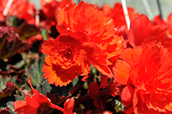 I'Conia Portofino Hot Coral Begonia (Begonia 'I'Conia Portofino Hot Coral') at Lakeshore Garden Centres
