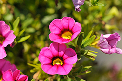 Bloomtastic Tiki Pink Calibrachoa (Calibrachoa 'Bloomtastic Tiki Pink') at Lakeshore Garden Centres