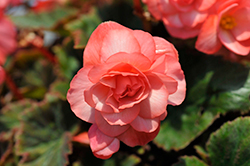 Double Delight Blush Rose Begonia (Begonia 'Kerbespiros') at Lakeshore Garden Centres