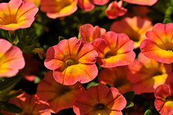 Superbells Coral Sun Calibrachoa (Calibrachoa 'BBCAL99001') at Lakeshore Garden Centres