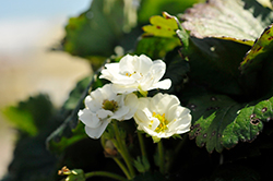 Berried Treasure White Strawberry (Fragaria ananassa 'Berried Treasure White') at Lakeshore Garden Centres