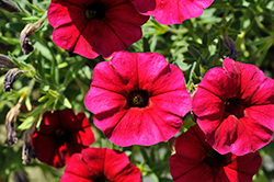 SuperCal Royal Red Petchoa (Petchoa 'SAKPXC028') at Lakeshore Garden Centres
