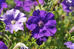 FlashForward Blue Petunia (Petunia 'FlashForward Blue') at Lakeshore Garden Centres