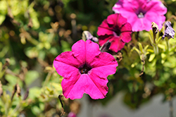 FlashForward Purple Petunia (Petunia 'FlashForward Purple') at Lakeshore Garden Centres