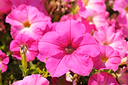 FlashForward Pink Glo Petunia (Petunia 'FlashForward Pink Glo') at Lakeshore Garden Centres