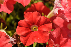 FlashForward Salmon Petunia (Petunia 'FlashForward Salmon') at Lakeshore Garden Centres