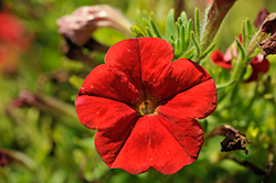 FlashForward Red Petunia (Petunia 'FlashForward Red') at Lakeshore Garden Centres