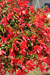 Groovy Rose Begonia (Begonia boliviensis 'Groovy Rose') at Lakeshore Garden Centres
