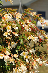 Groovy White Begonia (Begonia boliviensis 'Groovy White') at Lakeshore Garden Centres