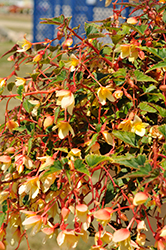 Groovy Yellow Begonia (Begonia boliviensis 'Groovy Yellow') at Lakeshore Garden Centres
