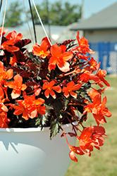 I'Conia Upright Fire Begonia (Begonia 'I'Conia Upright Fire') at Lakeshore Garden Centres