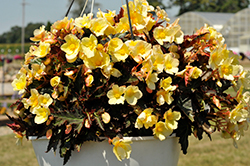 I'Conia Upright Sunshine Begonia (Begonia 'I'Conia Upright Sunshine') at Lakeshore Garden Centres