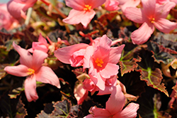Cocoa Enchanted Evening Begonia (Begonia 'Cocoa Enchanted Evening') at Lakeshore Garden Centres