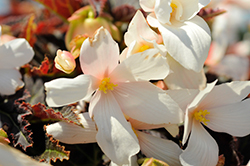 Cocoa Enchanted Moonlight Begonia (Begonia 'Cocoa Enchanted Moonlight') at Lakeshore Garden Centres
