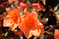 Cocoa Enchanted Sunrise Begonia (Begonia 'Cocoa Enchanted Sunrise') at Lakeshore Garden Centres
