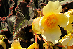 Daystar Yellow Begonia (Begonia 'TNBEGDY') at Lakeshore Garden Centres