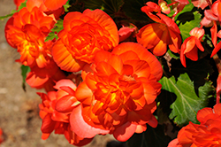 Nonstop Fire Begonia (Begonia 'Nonstop Fire') at Lakeshore Garden Centres