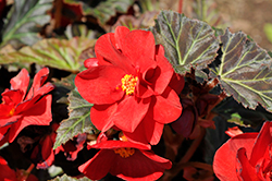 Nonstop Mocca Deep Red Begonia (Begonia 'Nonstop Mocca Deep Red') at Lakeshore Garden Centres