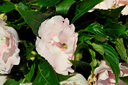 Roller Coaster Cotton Candy Impatiens (Impatiens 'Roller Coaster Cotton Candy') at Lakeshore Garden Centres