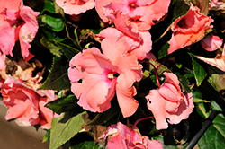 Roller Coaster Tangy Taffy Impatiens (Impatiens 'Roller Coaster Tangy Taffy') at Lakeshore Garden Centres