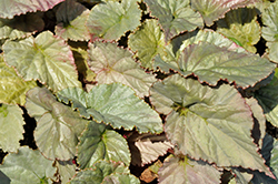 Silver Treasure Begonia (Begonia 'Treasure') at Lakeshore Garden Centres