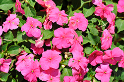 Beacon Rose Impatiens (Impatiens walleriana 'Beacon Rose') at Lakeshore Garden Centres
