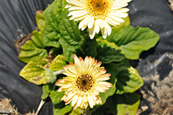 Sundayz Mini Bicolor Gerbera (Gerbera 'Mini Sundayz Bicolor') at Lakeshore Garden Centres