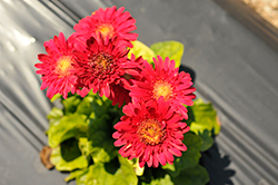 Sundayz Mini Purple Gerbera (Gerbera 'Mini Sundayz Purple') at Lakeshore Garden Centres