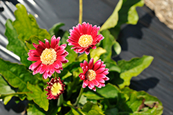 Cheeky Magenta Gerbera (Gerbera 'Cheeky Magenta') at Lakeshore Garden Centres