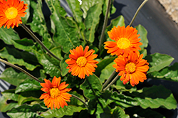 Cheeky Orange Gerbera (Gerbera 'Cheeky Orange') at Lakeshore Garden Centres