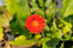 Cheeky Red Gerbera (Gerbera 'Cheeky Red') at Lakeshore Garden Centres