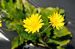 Cheeky Yellow Gerbera (Gerbera 'Cheeky Yellow') at Lakeshore Garden Centres
