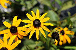 Forever Gold Coneflower (Rudbeckia fulgida 'Forever Gold') at Lakeshore Garden Centres