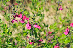 Cherry Lips Sage (Salvia greggii 'Dysceri') at Lakeshore Garden Centres