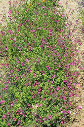 Oriental Dove Sage (Salvia 'Dysmau') at Lakeshore Garden Centres