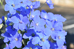 Jenny's Pearl Blue Delphinium (Delphinium grandiflorum 'Jenny's Pearl Blue') at Lakeshore Garden Centres