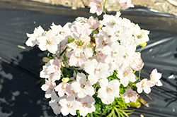 Jenny's Pearl Pink Delphinium (Delphinium grandiflorum 'Jenny's Pearl Pink') at Lakeshore Garden Centres