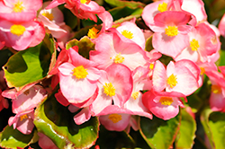 Super Cool Blush Begonia (Begonia 'Super Cool Blush') at Lakeshore Garden Centres