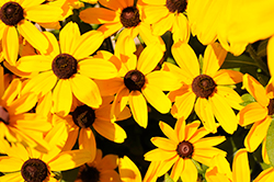 Cheyenne Gold Coneflower (Rudbeckia hirta 'Cheyenne Gold') at Lakeshore Garden Centres