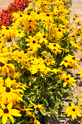 Cheyenne Gold Coneflower (Rudbeckia hirta 'Cheyenne Gold') at Lakeshore Garden Centres