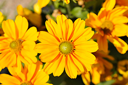 Amarillo Gold Coneflower (Rudbeckia hirta 'Amarillo Gold') at Lakeshore Garden Centres