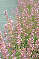 Sunrise Salmon Pink Hyssop (Agastache 'Sunrise Salmon Pink') at Lakeshore Garden Centres