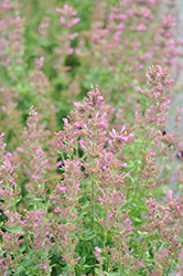 Sunrise Violet Hyssop (Agastache 'Sunrise Violet') at Lakeshore Garden Centres