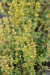 Sunrise Yellow Hyssop (Agastache 'Sunrise Yellow') at Lakeshore Garden Centres