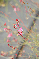 Bantam Iris Pink Gaura (Gaura lindheimeri 'Bantam Iris Pink') at Lakeshore Garden Centres