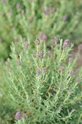 Bandera Deep Purple Spanish Lavender (Lavandula stoechas 'Bandera Deep Purple') at Lakeshore Garden Centres