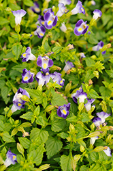 Summer Wave Bouquet Blue Torenia (Torenia 'Summer Wave Bouquet Blue') at Lakeshore Garden Centres