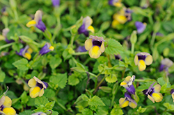 Summer Wave Bouquet Gold Torenia (Torenia 'Summer Wave Bouquet Gold') at Lakeshore Garden Centres