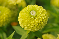 Benary's Giant Lime Zinnia (Zinnia 'Benary's Giant Lime') at Lakeshore Garden Centres