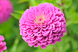 Benary's Giant Purple Zinnia (Zinnia 'Benary's Giant Purple') at Lakeshore Garden Centres